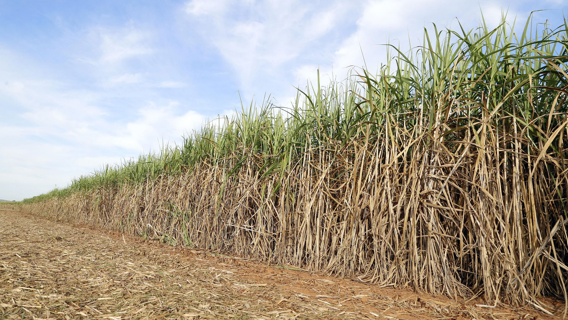 Picture of a sugar cane field, taken at best weather with a blue sky. The camera is positioned low above the ground.